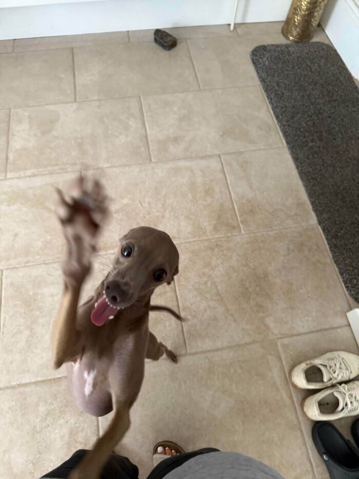 48 Adorably Silly Images Of Italian Greyhounds That Prove Why Everyone Is Obsessed With Them 48 Adorably Silly Images Of Italian Greyhounds That Prove Why Everyone Is Obsessed With Them