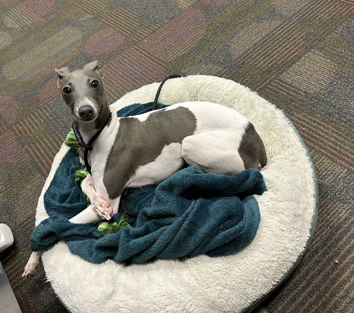 48 Adorably Silly Images Of Italian Greyhounds That Prove Why Everyone Is Obsessed With Them 48 Adorably Silly Images Of Italian Greyhounds That Prove Why Everyone Is Obsessed With Them