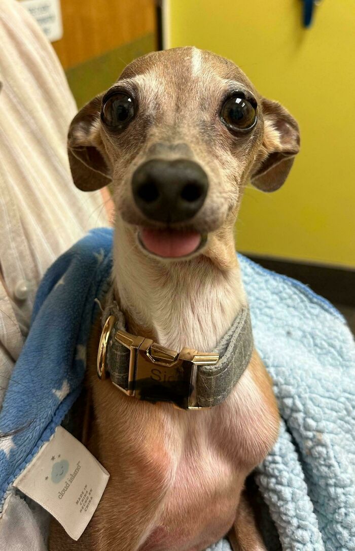 48 Adorably Silly Images Of Italian Greyhounds That Prove Why Everyone Is Obsessed With Them 48 Adorably Silly Images Of Italian Greyhounds That Prove Why Everyone Is Obsessed With Them