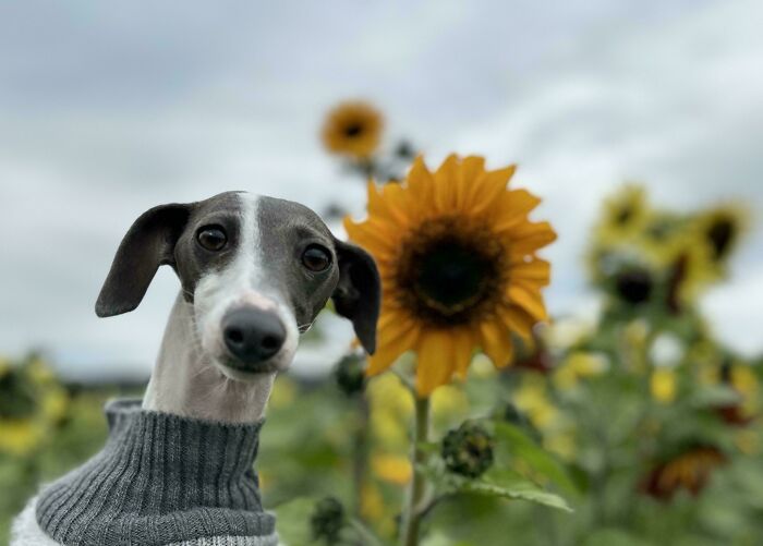 48 Adorably Silly Images Of Italian Greyhounds That Prove Why Everyone Is Obsessed With Them 48 Adorably Silly Images Of Italian Greyhounds That Prove Why Everyone Is Obsessed With Them