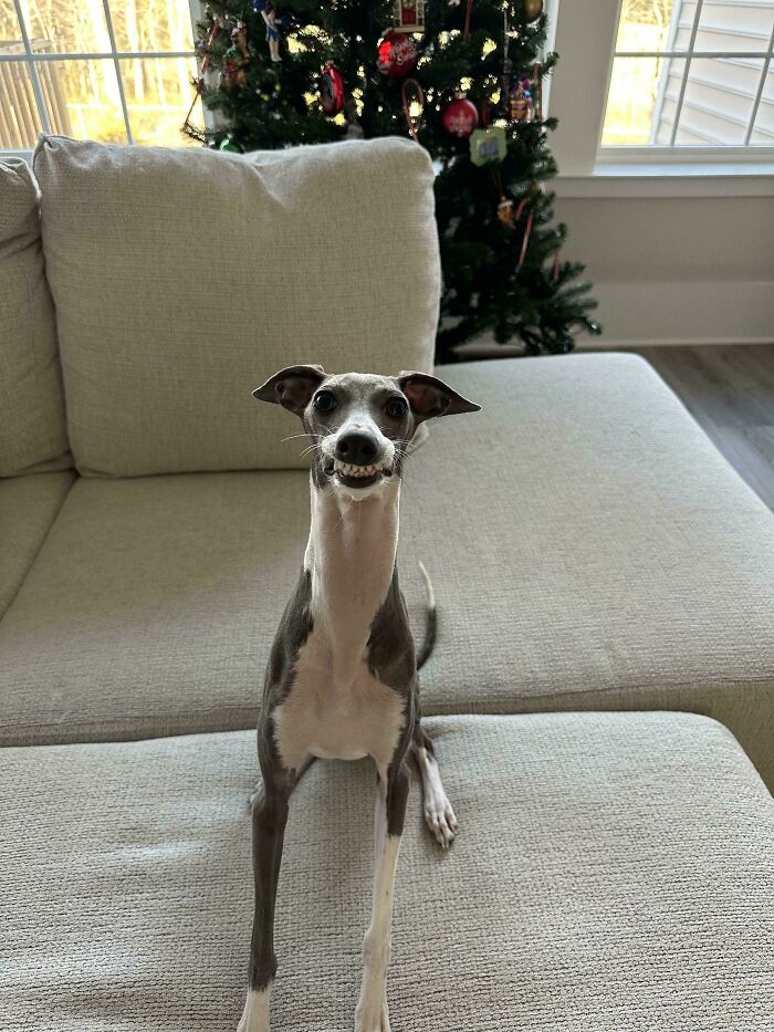 48 Adorably Silly Images Of Italian Greyhounds That Prove Why Everyone Is Obsessed With Them 48 Adorably Silly Images Of Italian Greyhounds That Prove Why Everyone Is Obsessed With Them