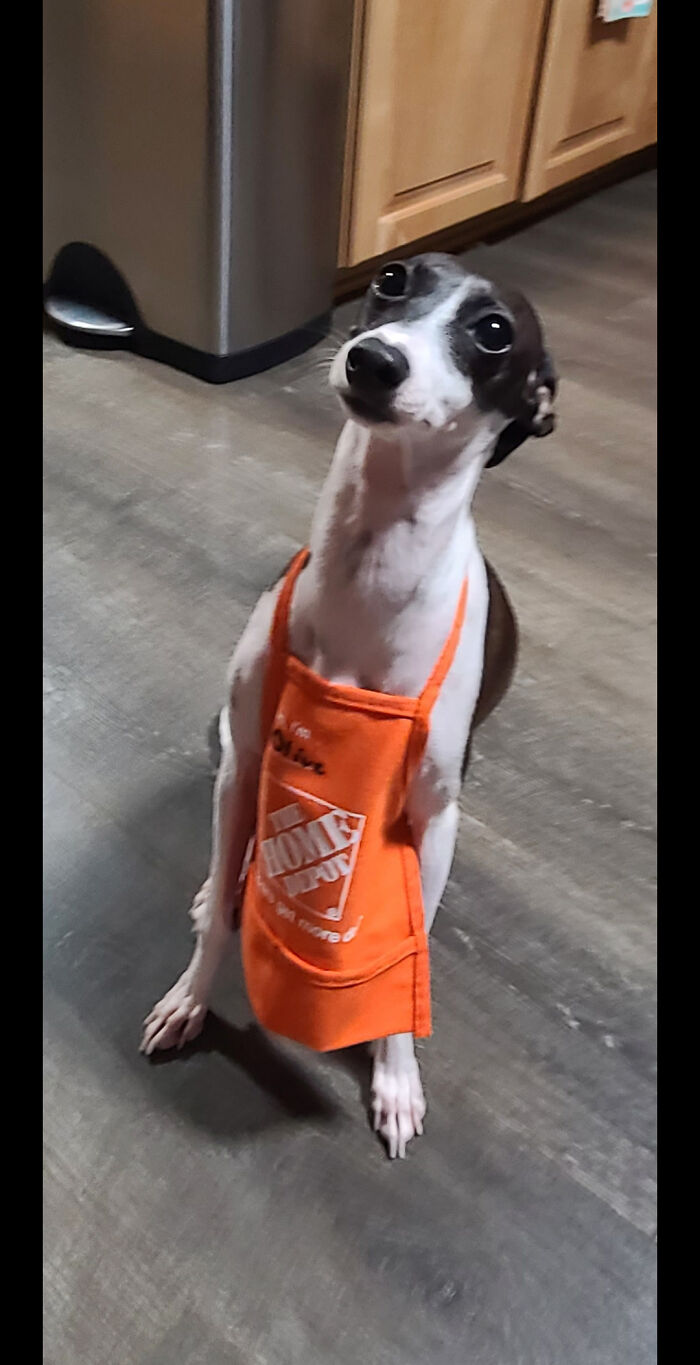 48 Adorably Silly Images Of Italian Greyhounds That Prove Why Everyone Is Obsessed With Them 48 Adorably Silly Images Of Italian Greyhounds That Prove Why Everyone Is Obsessed With Them