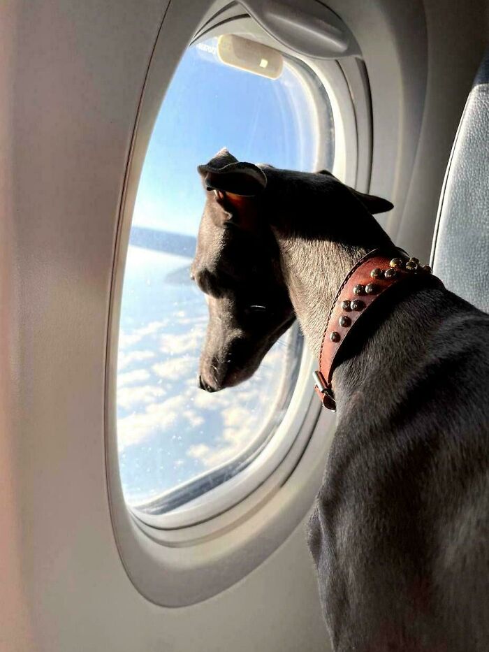 48 Adorably Silly Images Of Italian Greyhounds That Prove Why Everyone Is Obsessed With Them 48 Adorably Silly Images Of Italian Greyhounds That Prove Why Everyone Is Obsessed With Them