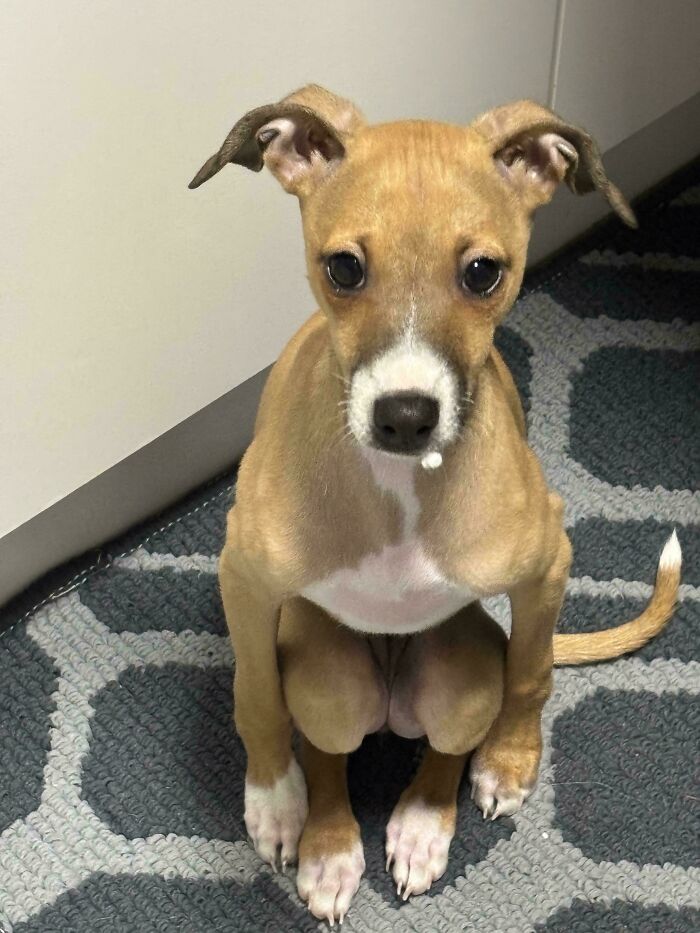 48 Adorably Silly Images Of Italian Greyhounds That Prove Why Everyone Is Obsessed With Them 48 Adorably Silly Images Of Italian Greyhounds That Prove Why Everyone Is Obsessed With Them