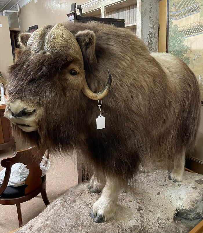 68 Wildly Questionable Thrift Store Treasures That Feel Like They Escaped Another Dimension