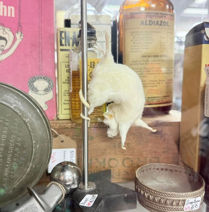 68 Wildly Questionable Thrift Store Treasures That Feel Like They Escaped Another Dimension