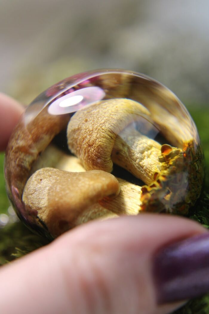 I Spent Over Five Years Perfecting My “Dome Technique” To Turn Tiny Forest Fragments Into Optical Art I Spent Over Five Years Perfecting My “Dome Technique” To Turn Tiny Forest Fragments Into Optical Art