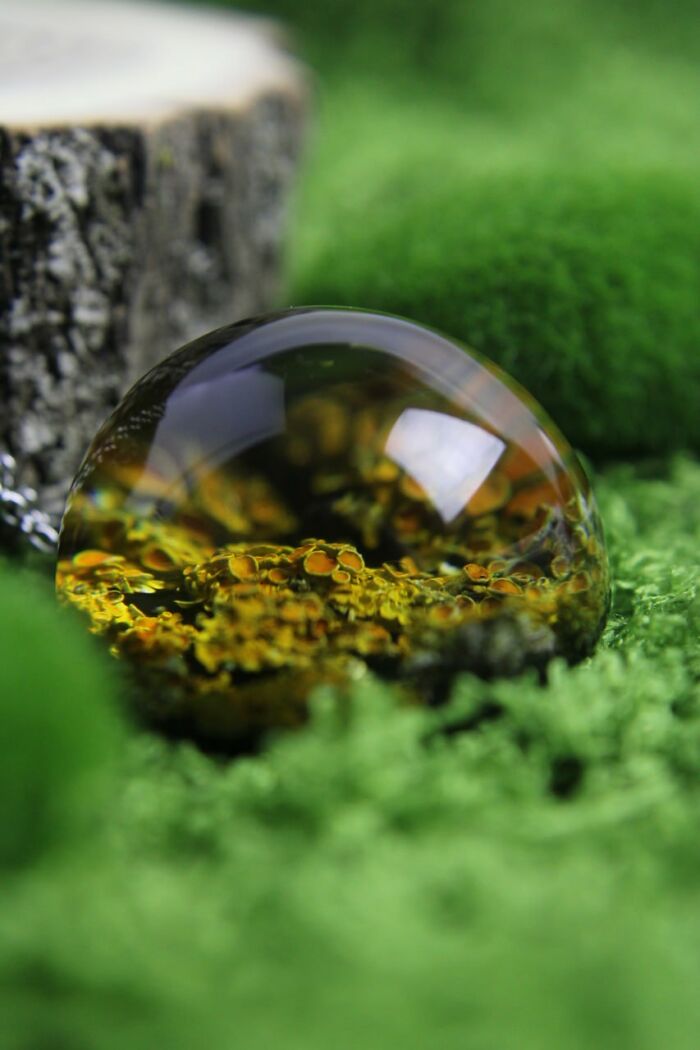 I Spent Over Five Years Perfecting My “Dome Technique” To Turn Tiny Forest Fragments Into Optical Art I Spent Over Five Years Perfecting My “Dome Technique” To Turn Tiny Forest Fragments Into Optical Art