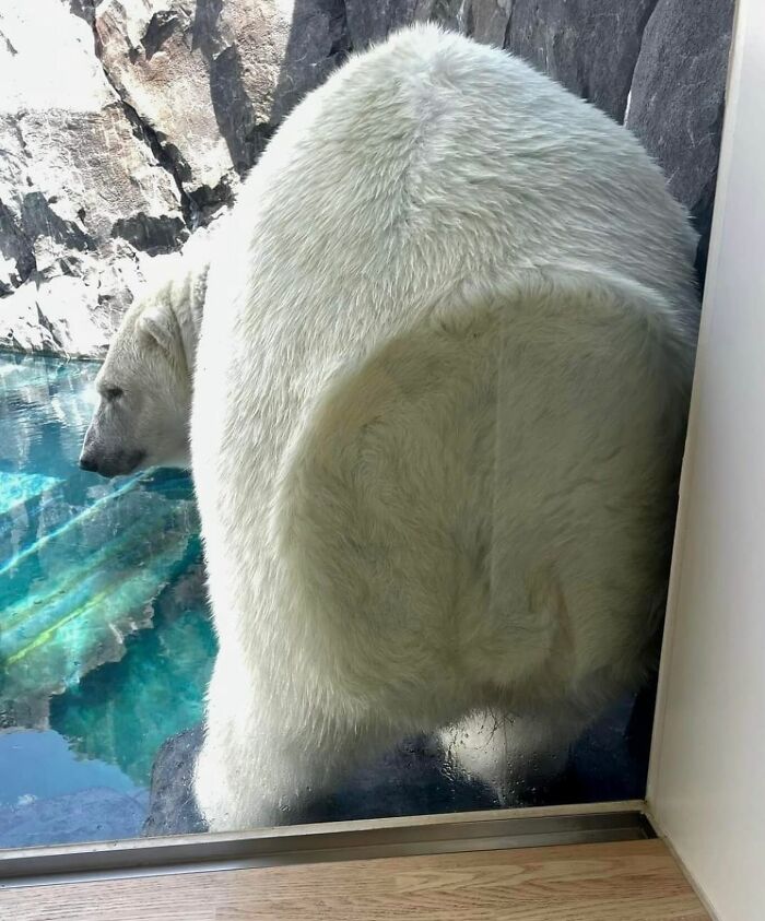 50 Times This Page Showcased Adorable Chonky Pets And Wildlife