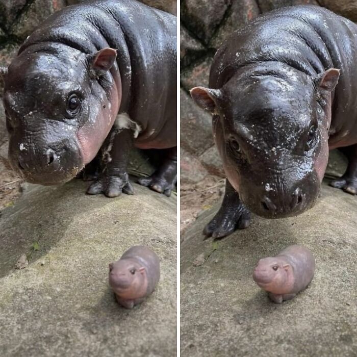 50 Times This Page Showcased Adorable Chonky Pets And Wildlife