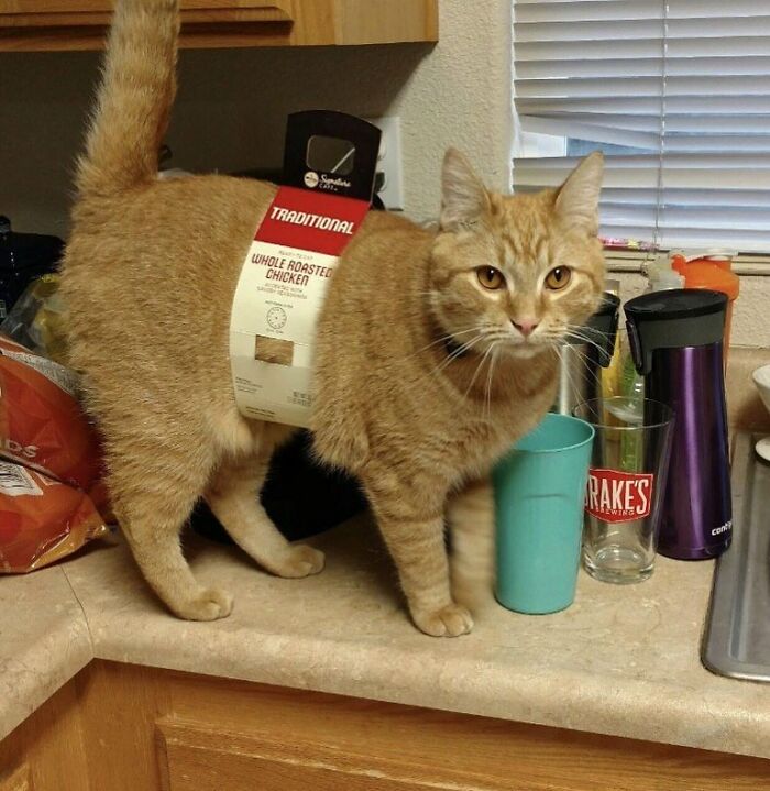 50 Times This Page Showcased Adorable Chonky Pets And Wildlife