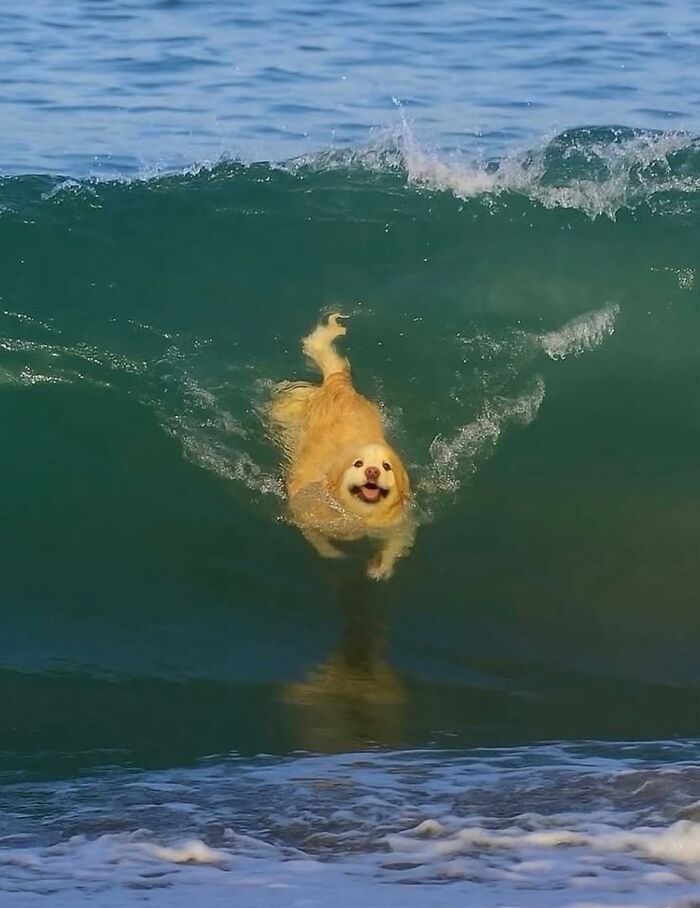 50 Times This Page Showcased Adorable Chonky Pets And Wildlife