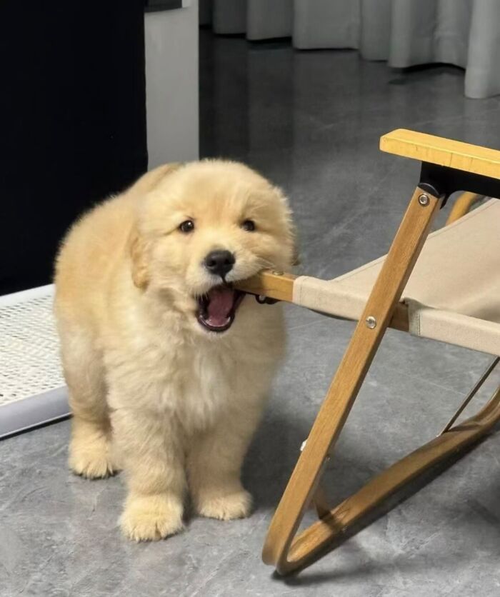 50 Times This Page Showcased Adorable Chonky Pets And Wildlife