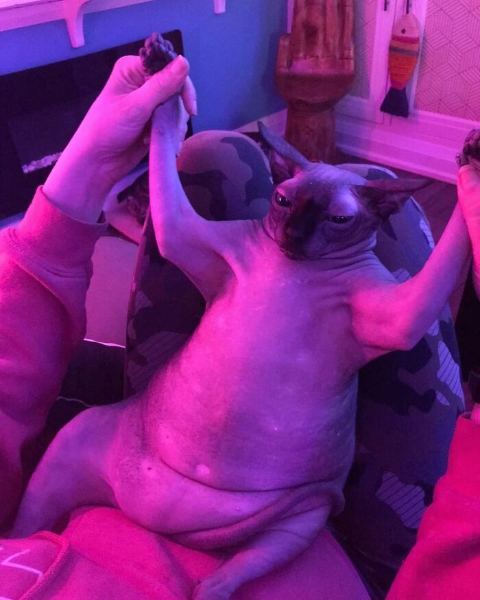 50 Times This Page Showcased Adorable Chonky Pets And Wildlife