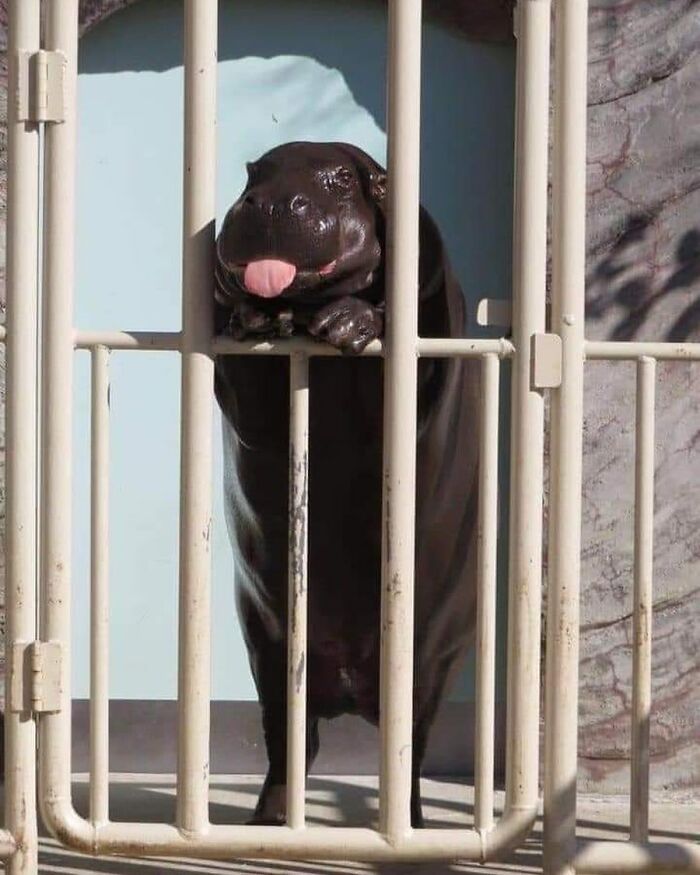 50 Times This Page Showcased Adorable Chonky Pets And Wildlife