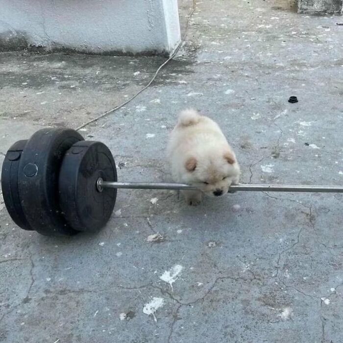 50 Times This Page Showcased Adorable Chonky Pets And Wildlife