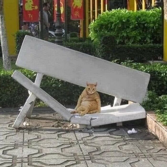 50 Times This Page Showcased Adorable Chonky Pets And Wildlife