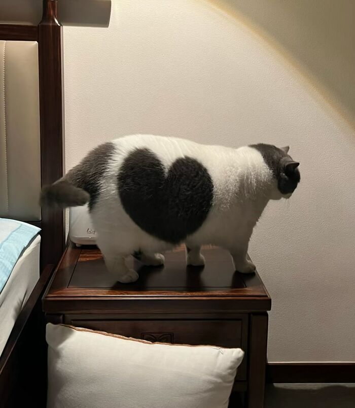 50 Times This Page Showcased Adorable Chonky Pets And Wildlife