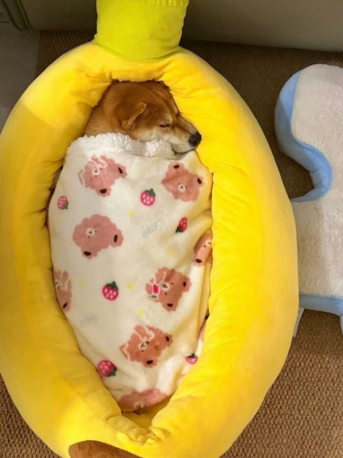 50 Times This Page Showcased Adorable Chonky Pets And Wildlife