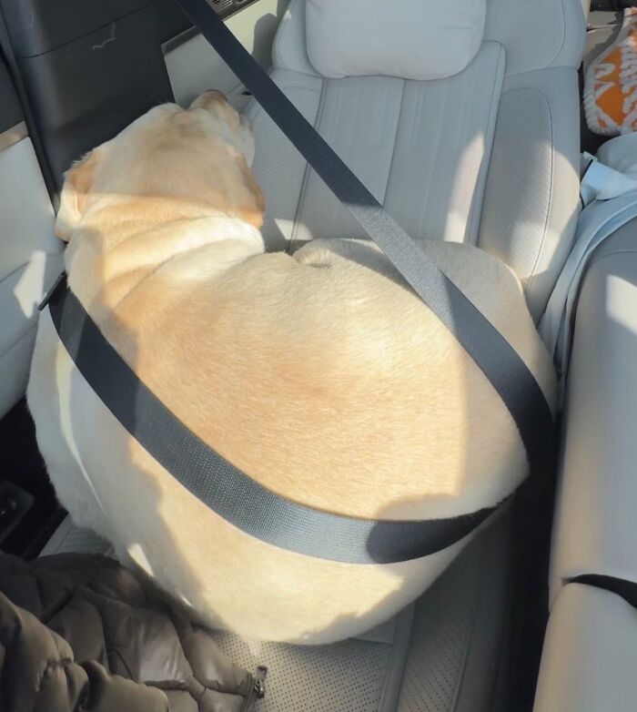 50 Times This Page Showcased Adorable Chonky Pets And Wildlife