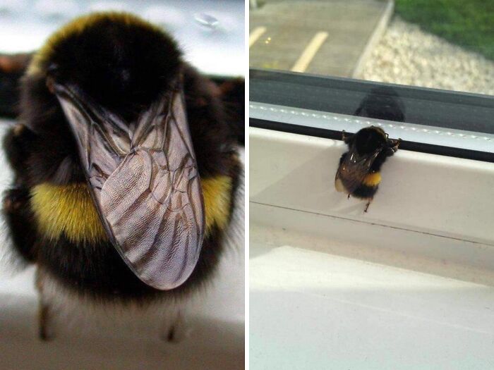 50 Times This Page Showcased Adorable Chonky Pets And Wildlife