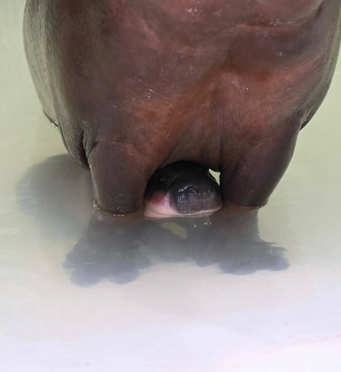 50 Times This Page Showcased Adorable Chonky Pets And Wildlife