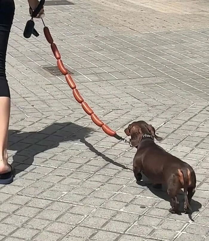 50 Times This Page Showcased Adorable Chonky Pets And Wildlife