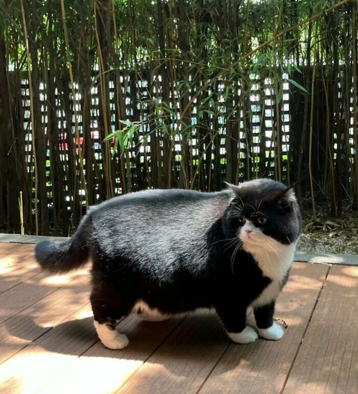 50 Times This Page Showcased Adorable Chonky Pets And Wildlife