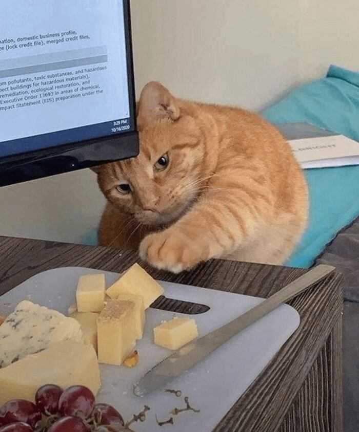 50 Times This Page Showcased Adorable Chonky Pets And Wildlife