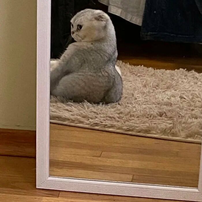 50 Times This Page Showcased Adorable Chonky Pets And Wildlife