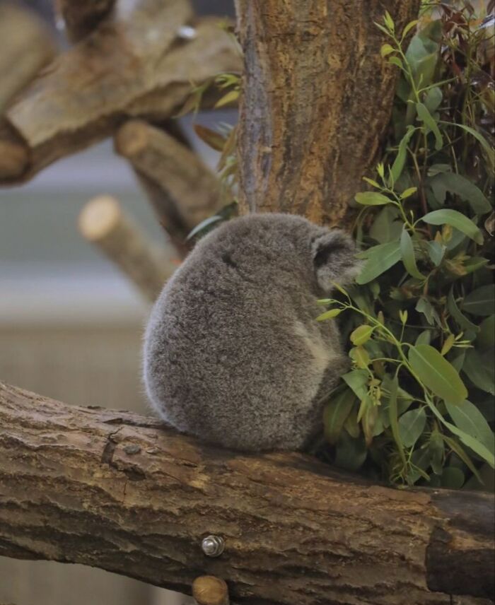 50 Times This Page Showcased Adorable Chonky Pets And Wildlife