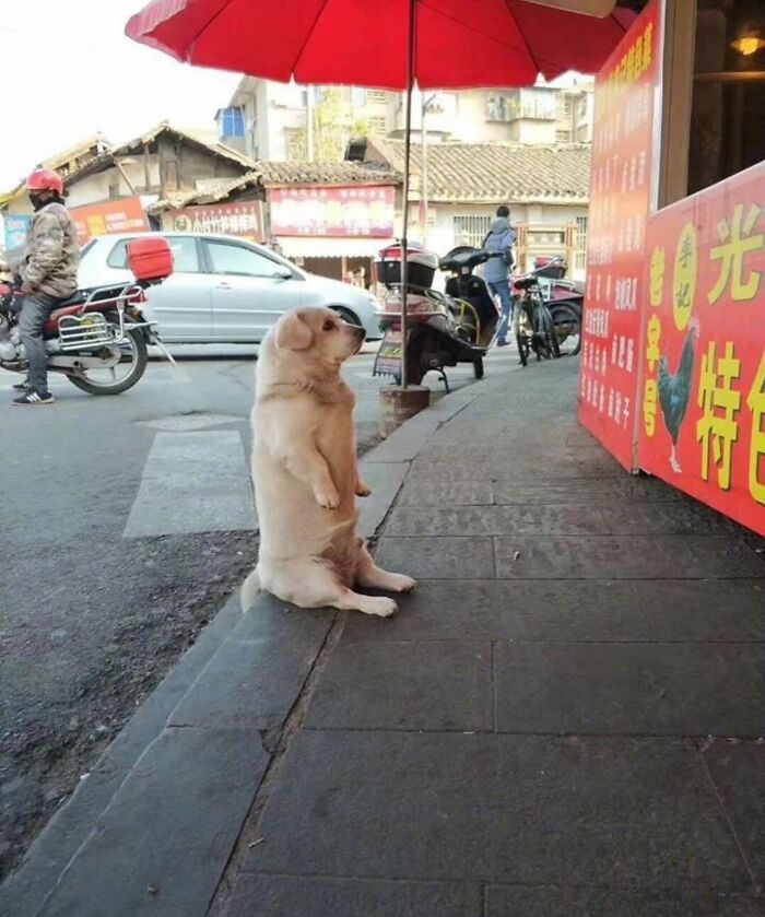 50 Times This Page Showcased Adorable Chonky Pets And Wildlife
