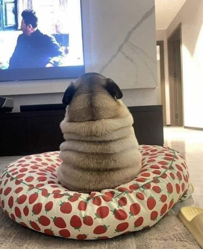 50 Times This Page Showcased Adorable Chonky Pets And Wildlife