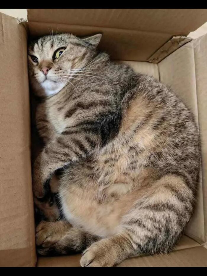 50 Times This Page Showcased Adorable Chonky Pets And Wildlife