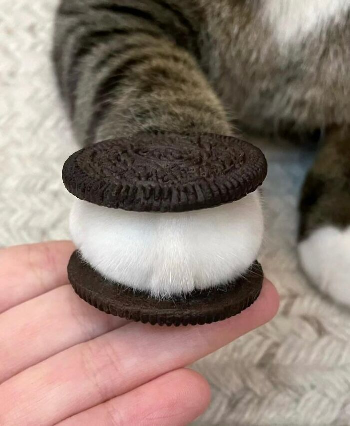 50 Times This Page Showcased Adorable Chonky Pets And Wildlife