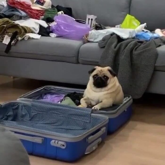 50 Times This Page Showcased Adorable Chonky Pets And Wildlife