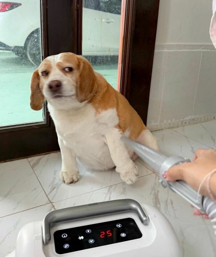 50 Times This Page Showcased Adorable Chonky Pets And Wildlife