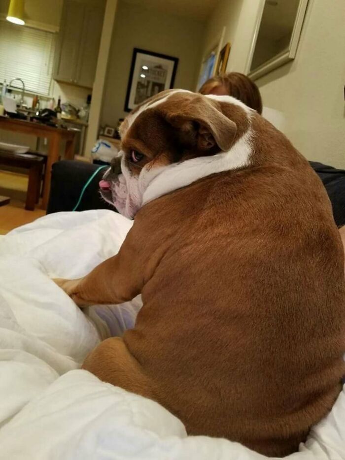 50 Times This Page Showcased Adorable Chonky Pets And Wildlife