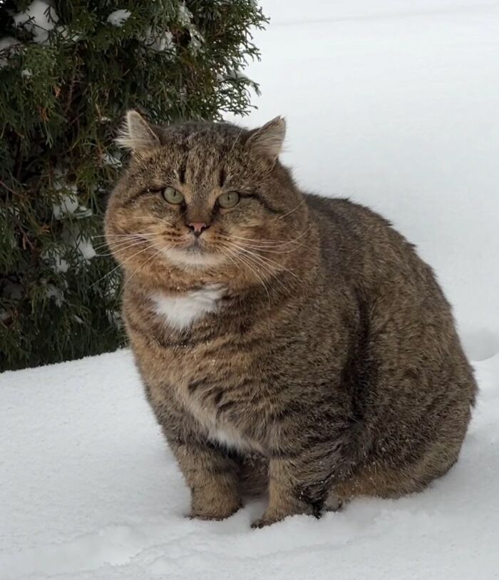 50 Times This Page Showcased Adorable Chonky Pets And Wildlife