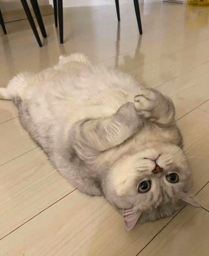 50 Times This Page Showcased Adorable Chonky Pets And Wildlife