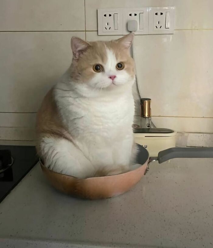 50 Times This Page Showcased Adorable Chonky Pets And Wildlife