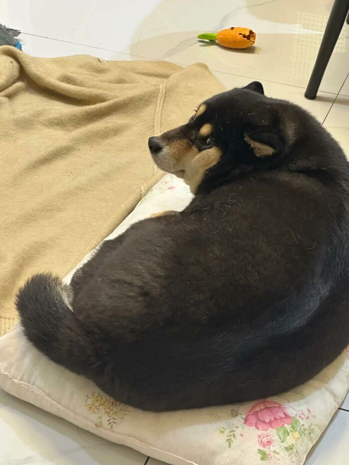 50 Times This Page Showcased Adorable Chonky Pets And Wildlife