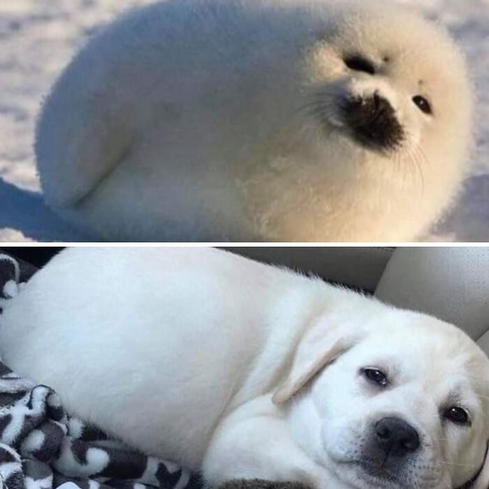 50 Times This Page Showcased Adorable Chonky Pets And Wildlife