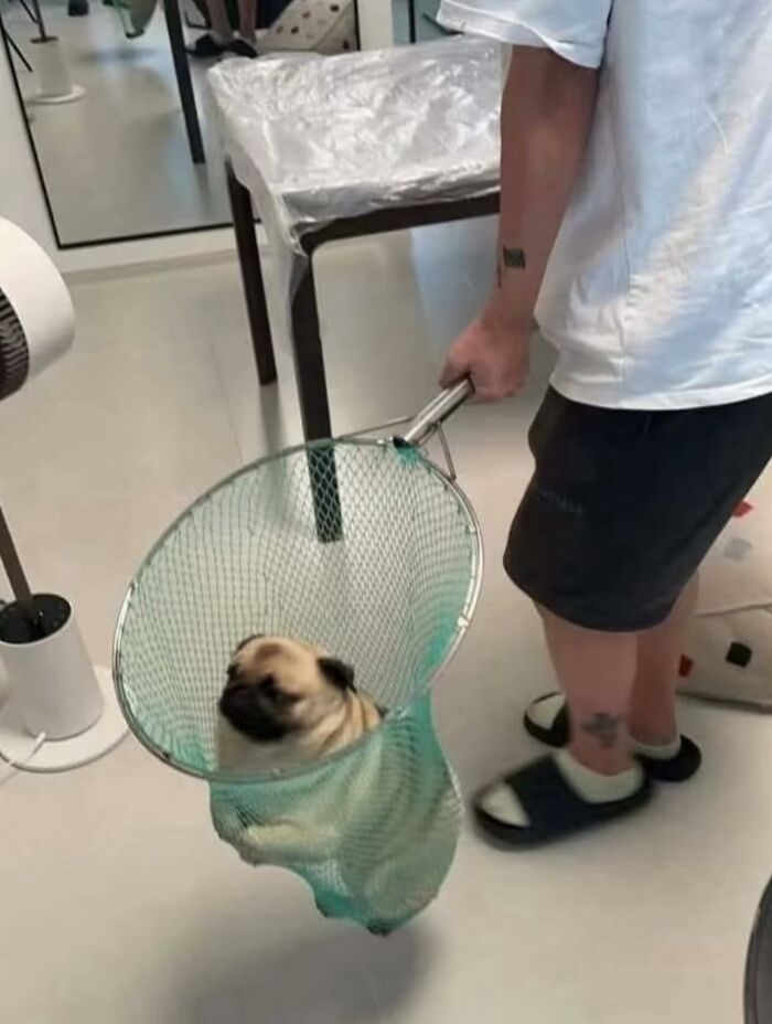 50 Times This Page Showcased Adorable Chonky Pets And Wildlife