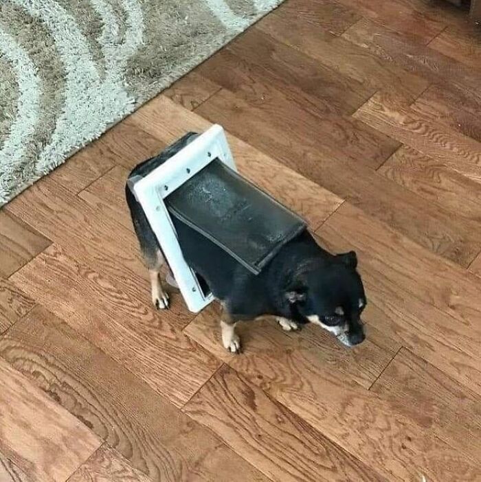 50 Times This Page Showcased Adorable Chonky Pets And Wildlife