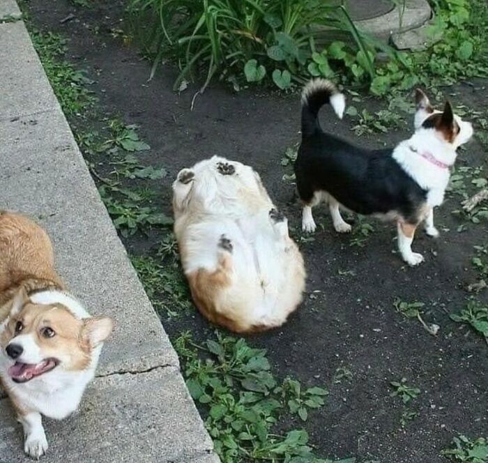 50 Times This Page Showcased Adorable Chonky Pets And Wildlife