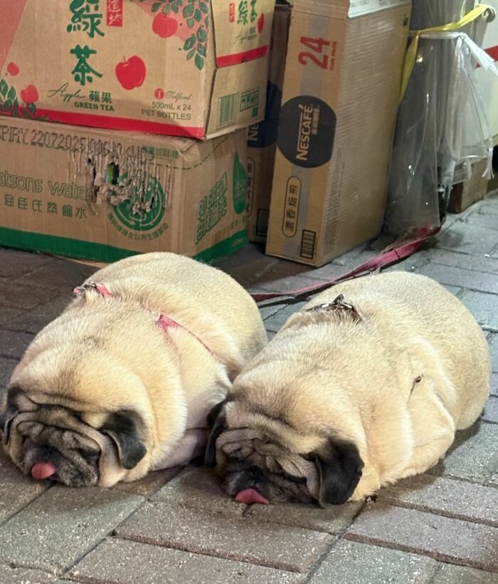 50 Times This Page Showcased Adorable Chonky Pets And Wildlife