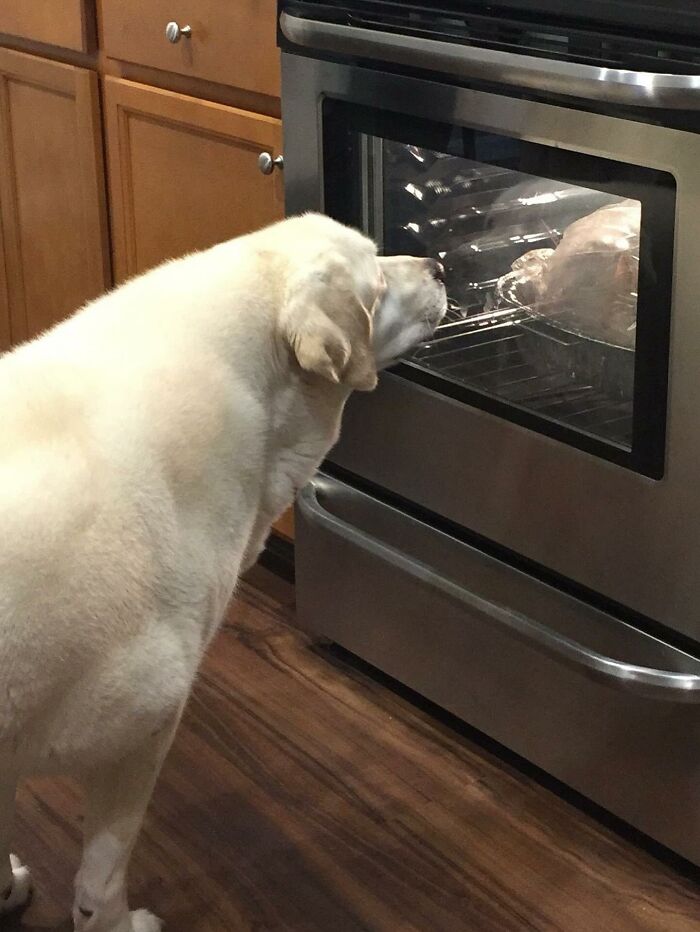 50 Times This Page Showcased Adorable Chonky Pets And Wildlife