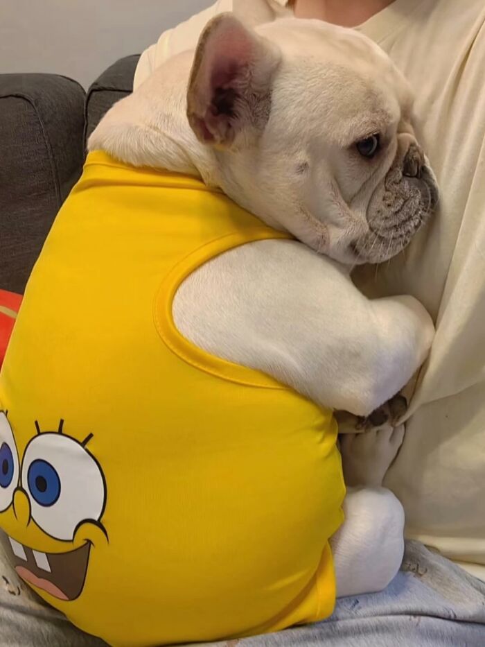 50 Times This Page Showcased Adorable Chonky Pets And Wildlife