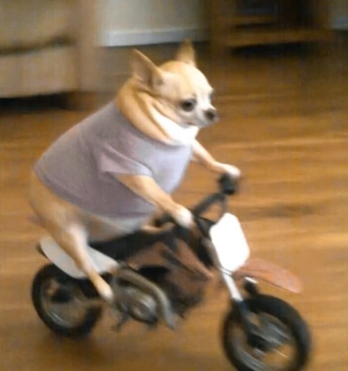 50 Times This Page Showcased Adorable Chonky Pets And Wildlife